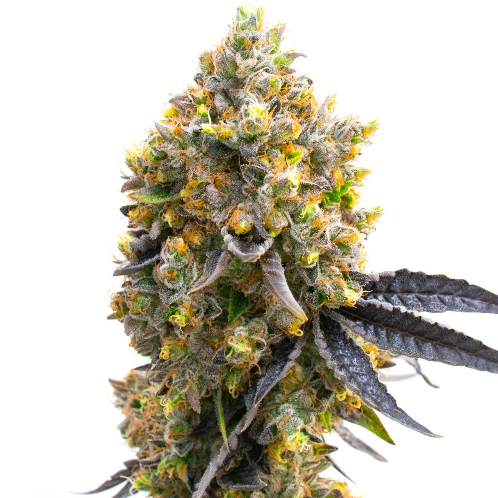 BlimBurn Seeds Sweet Island feminizovaná semena, 8 ks