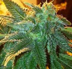 Cali Connection Alien OG feminizovaná semena