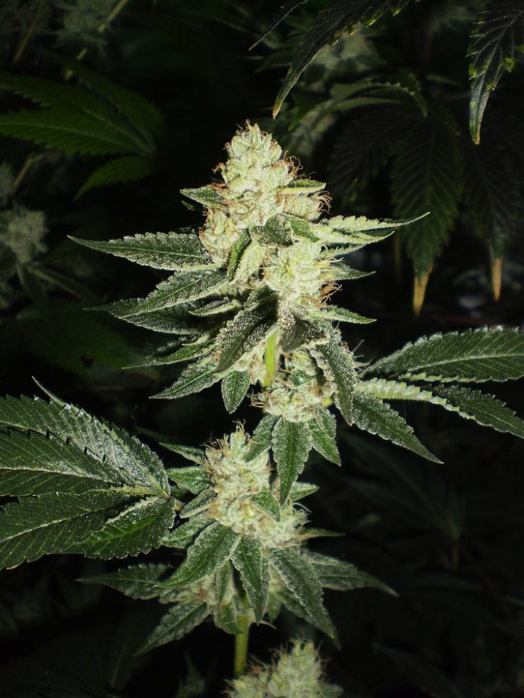 Cali Connection Louis XIII OG feminizovaná semena