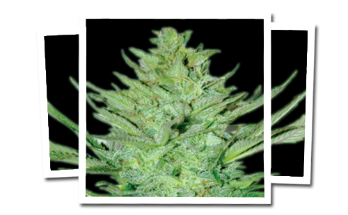Emerald Triangle Headlights Kush Auto feminizovaná semena
