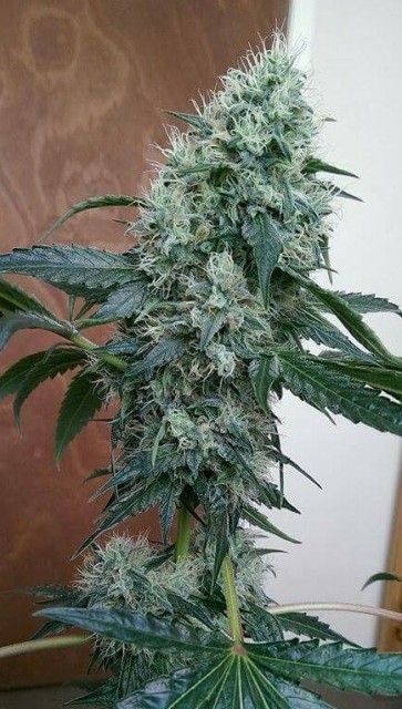 Holy Smoke Seeds Guide Dawg feminizovaná semena