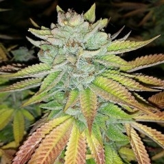 Karma Genetics Tha Melon regulérní semena