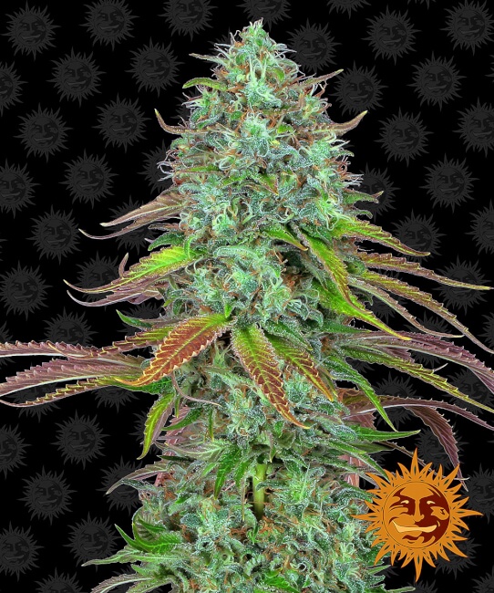 Barney's Farm LSD Auto feminizovaná semena
