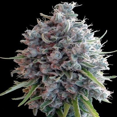 Ace Seeds Killer A5 Haze feminizovaná semena