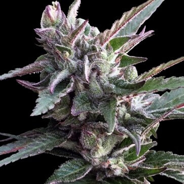Ace Seeds Thai Chi feminizovaná semena
