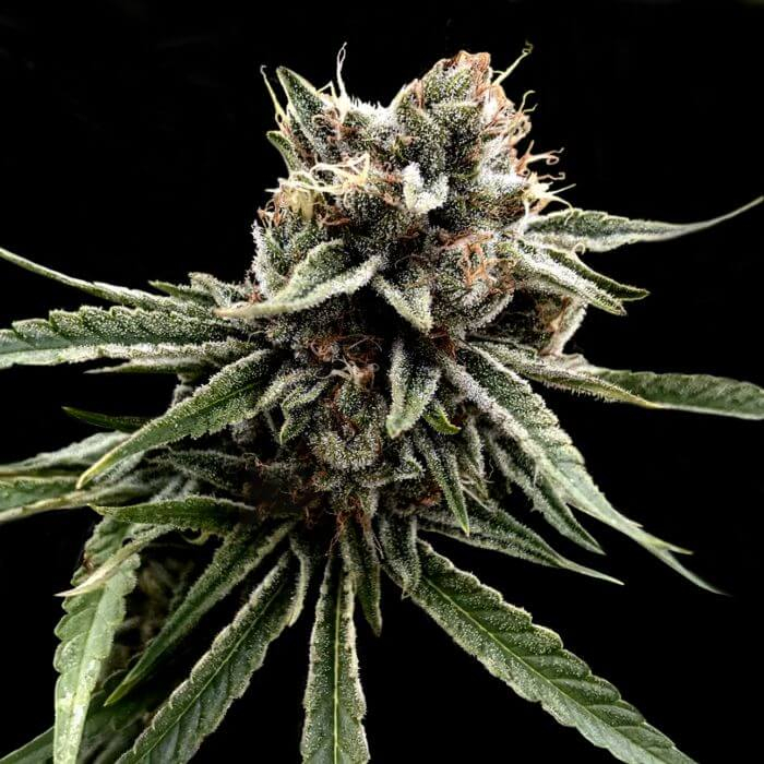 DNA Genetics Sour Strawberries regulérní semena