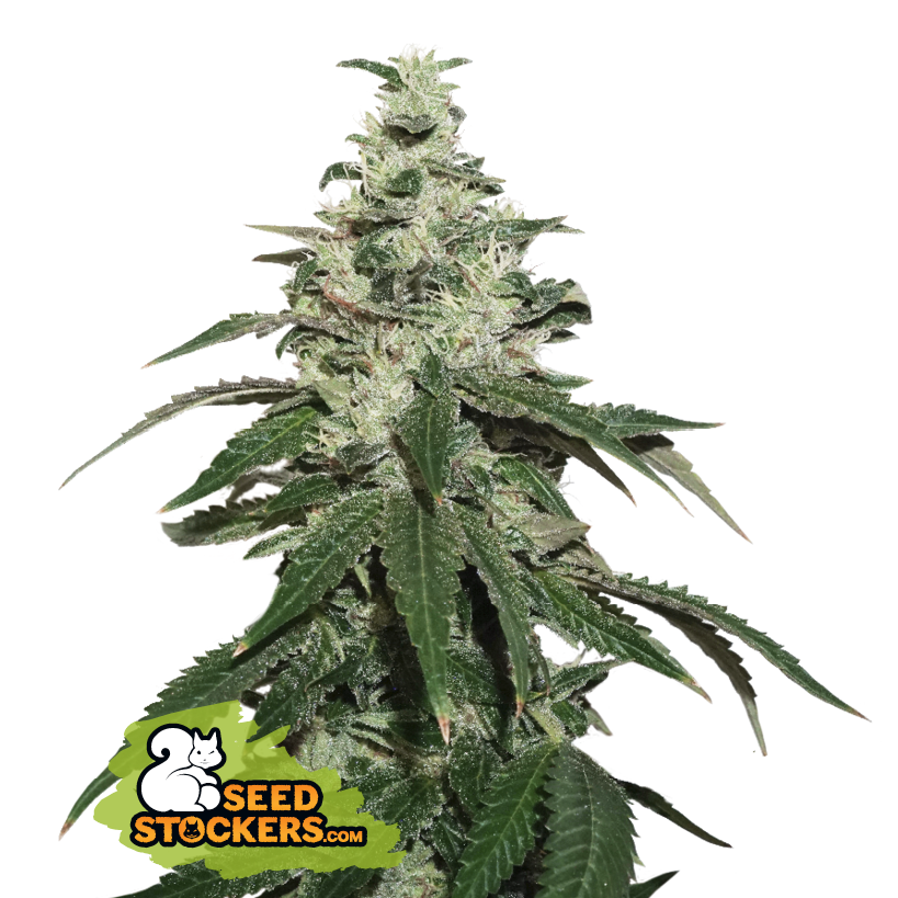 Seedstockers Nicole Cream Auto samonakvétací semena, 25 ks