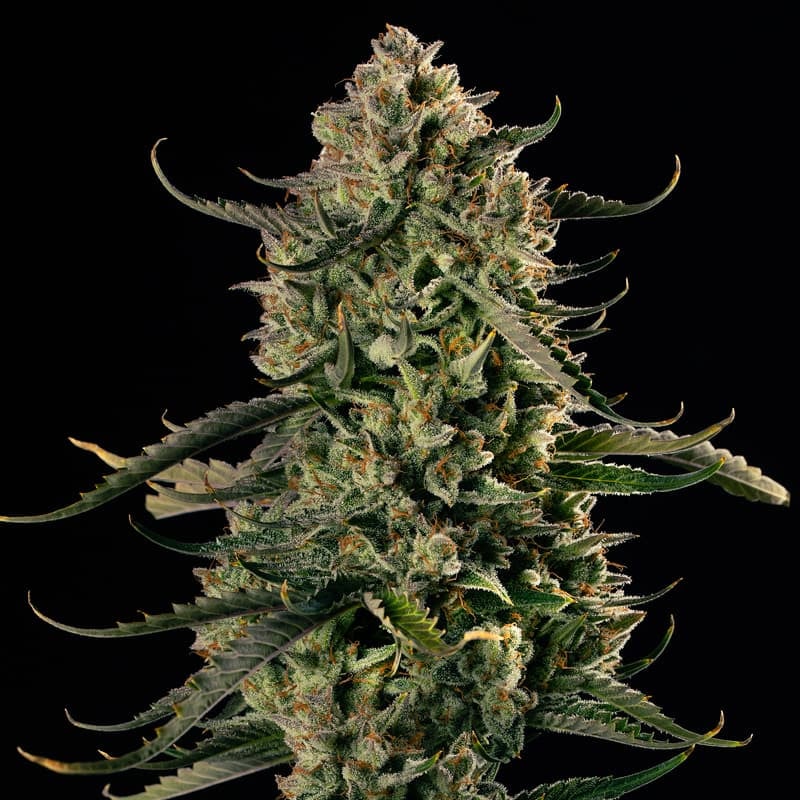 Silent Seeds Mac Dawg XXL Auto samonakvétací semena