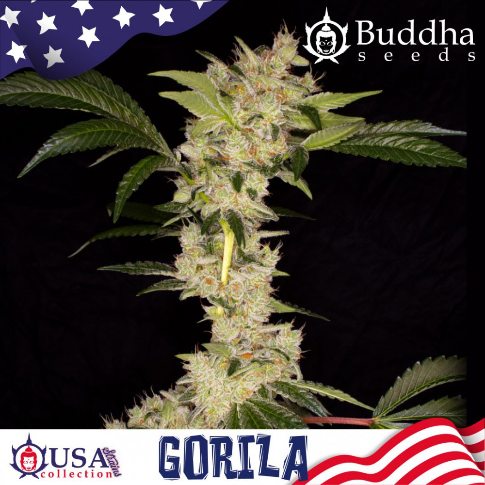 Buddha Seeds Gorilla feminizovaná semena