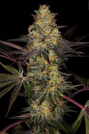 Paradise Seeds El Dorado OG feminizovaná semena