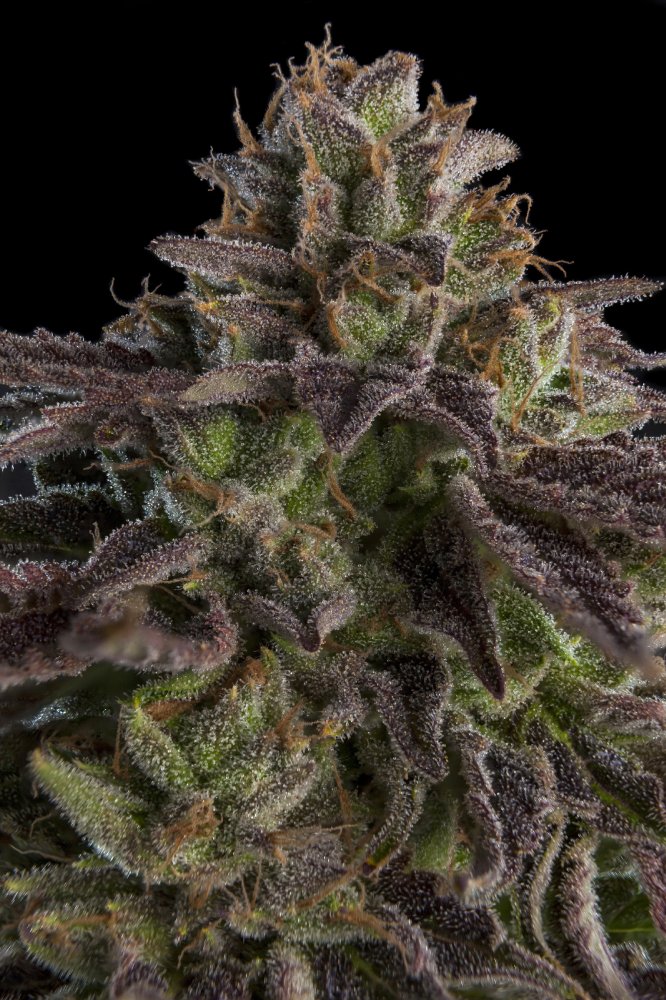 Ripper Seeds K-Mintz feminizovaná semena