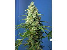 Sweet Seeds Auto Honey Peach CBD samonakvétací semena