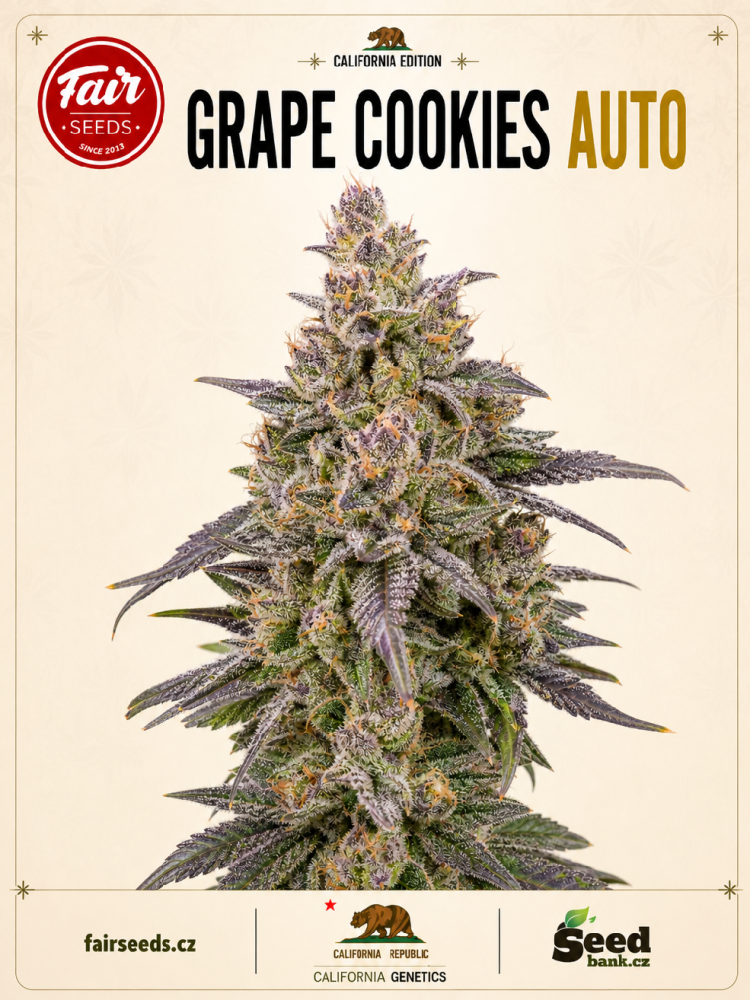 Fair Seeds Grape Cookies Auto samonakvétací feminizovaná semena