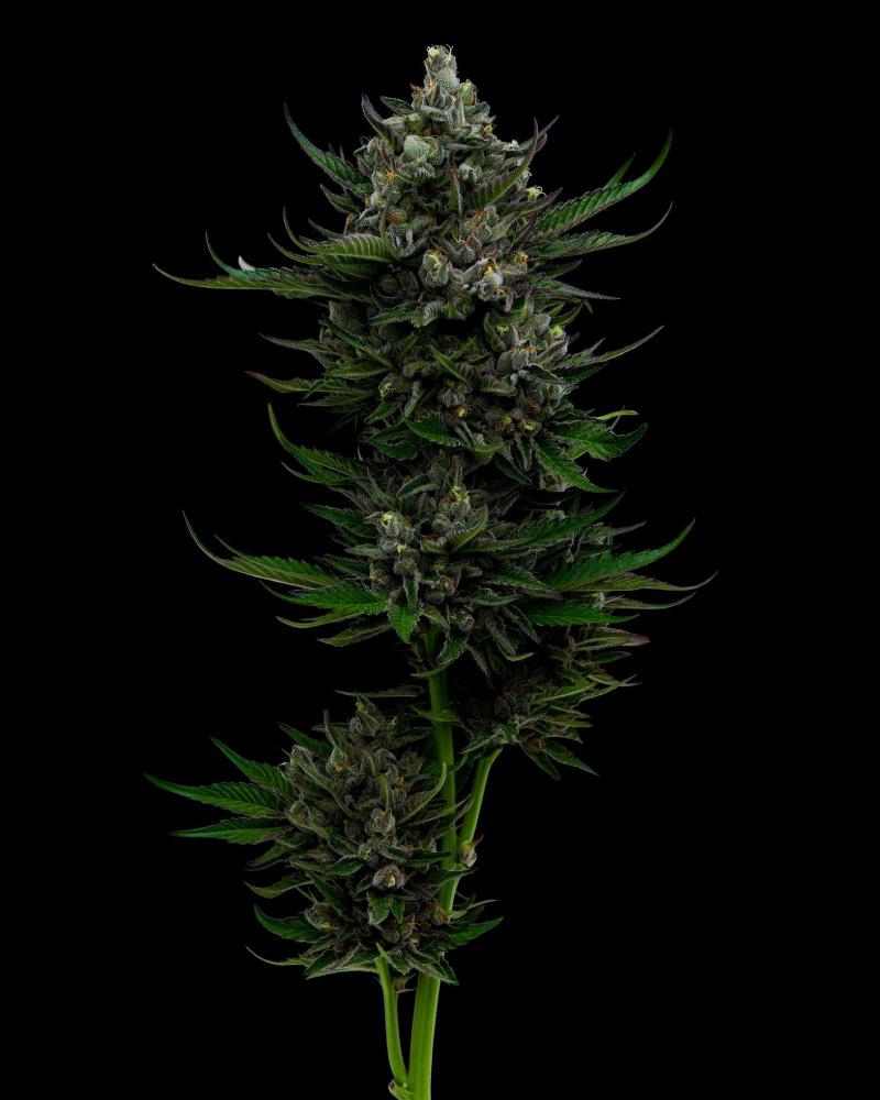 Humboldt Seed Company All Gas OG feminizovaná semena