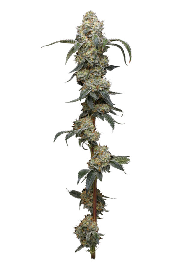 Humboldt Seed Company Farmers Daughter feminizovaná semena