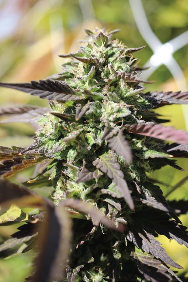 Humboldt Seed Company Chunkadelic Auto samonakvétací feminizovaná semena