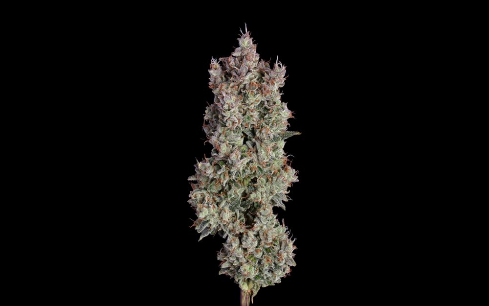 Happy Valley Shortcut Auto autoflowering semena