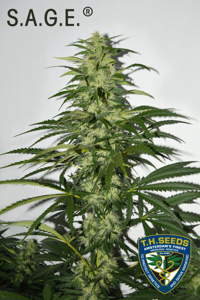 T.H. Seeds La S.A.G.E. feminizovaná semena