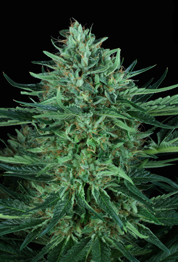 T.H. Seeds Cold Creek Kush regulérní semena