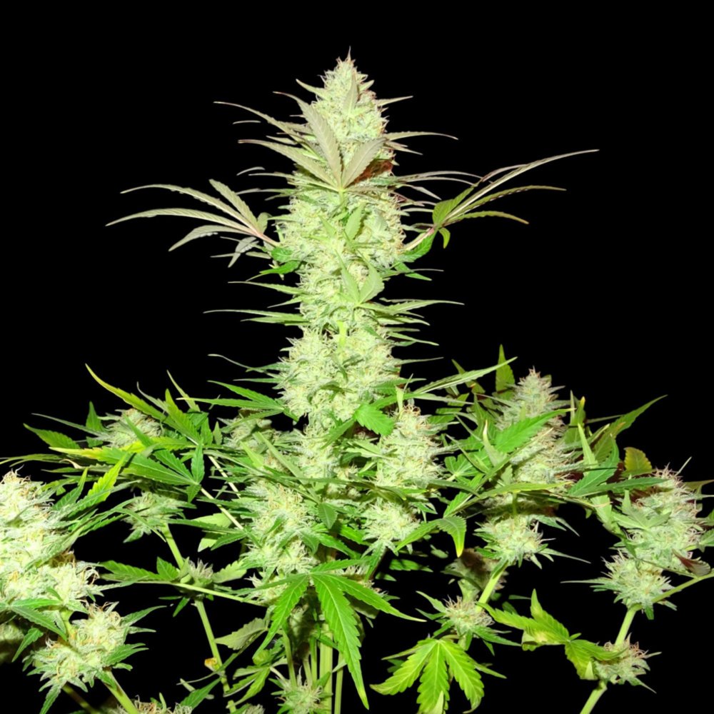 Sumo Seeds Ultimate AK feminizovaná semena
