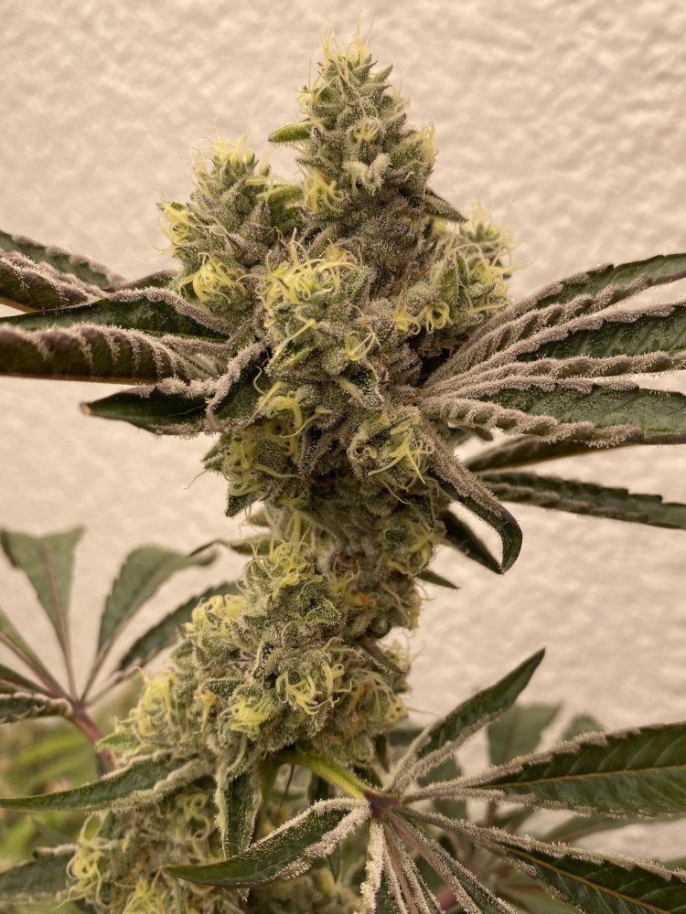 Symbiotic Genetics Bitter Oranges feminizovaná semena