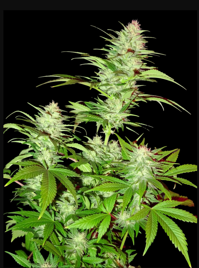 Sumo Seeds Critical Chronic regulérní semena