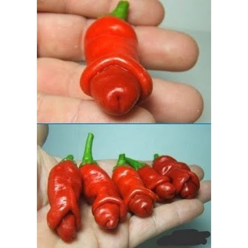 Chilli paprička Peter Pepper Red, semena