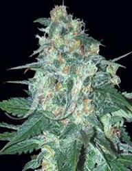 AK47 x Northern Light - 5 ks feminizovaných semínek Growshop