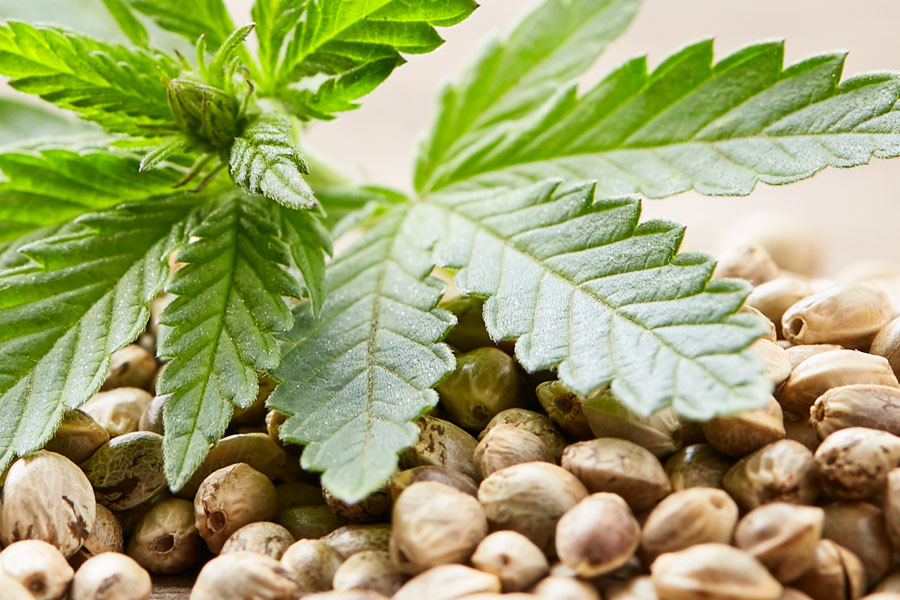Vorteile des Anbaus von Cannabis aus Samen