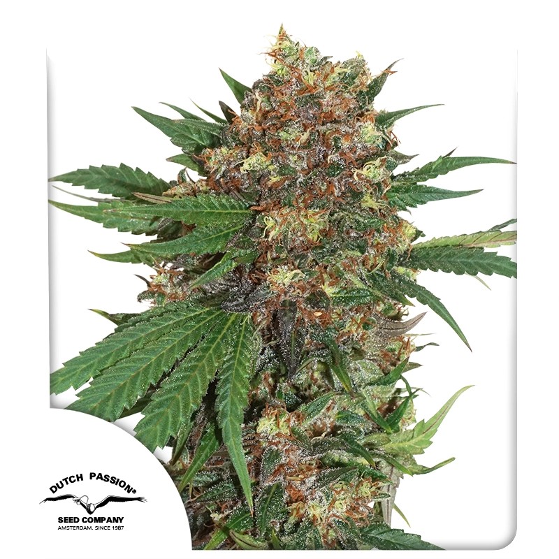 Master Kush Feminizovaná Semena 5