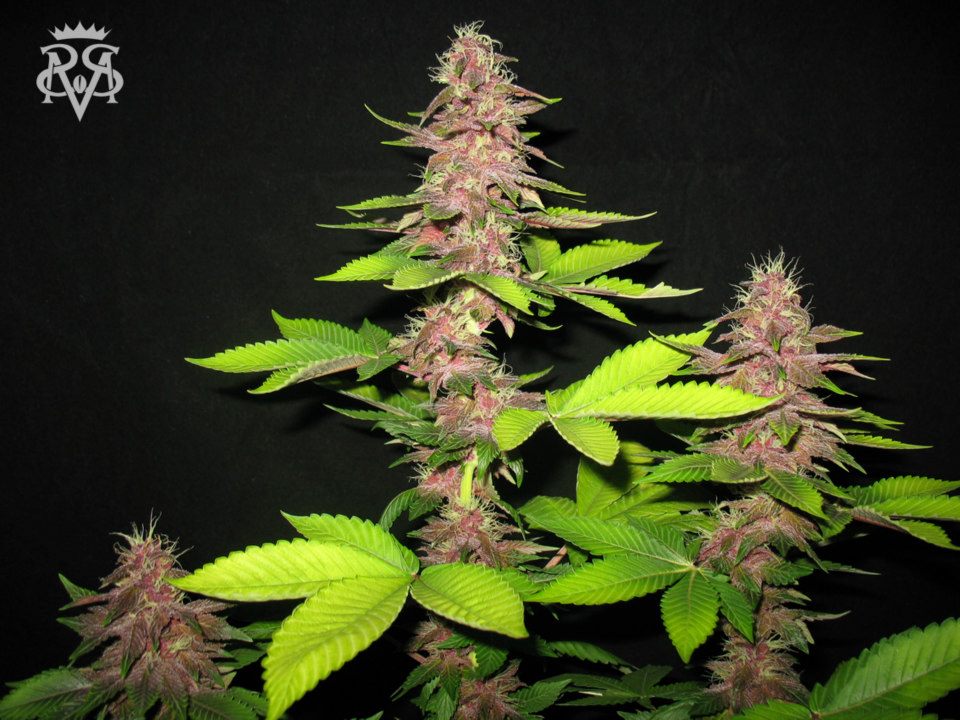 SickMeds Seeds Bizarre regulérní semena