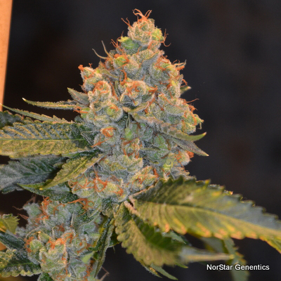 Norstar Genetics Alcatraz OG regulérní semena