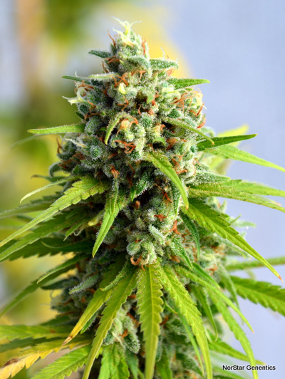 Norstar Genetics Sugar Kiss regulérní semena