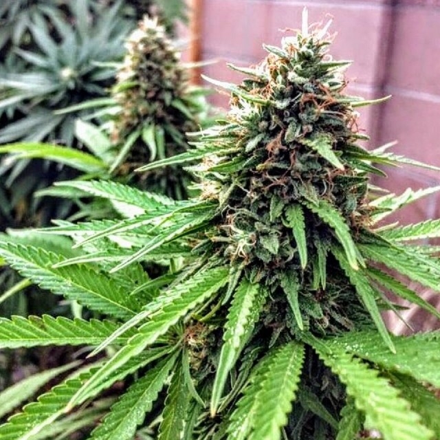 Holy Smoke Seeds OG Dawg Stomper regulérní semena