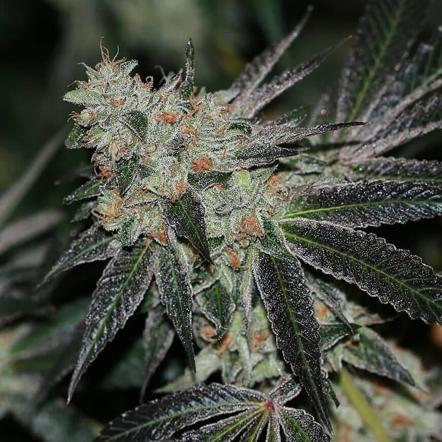 Karma Genetics Crumbled Lime regulérní semena