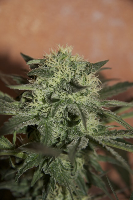 Trainwreck Auto feminizovaná semena