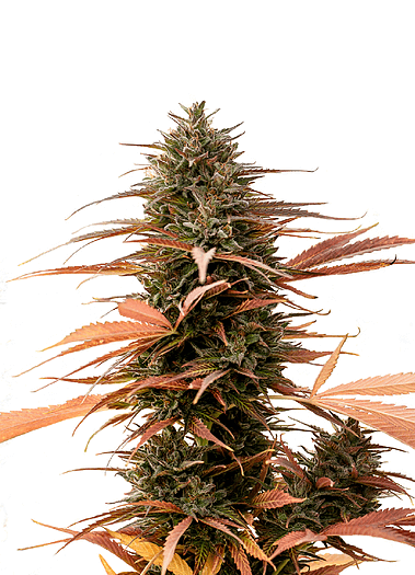ONE Premium CBD Seeds Strawberry Cake CBD feminizovaná semena