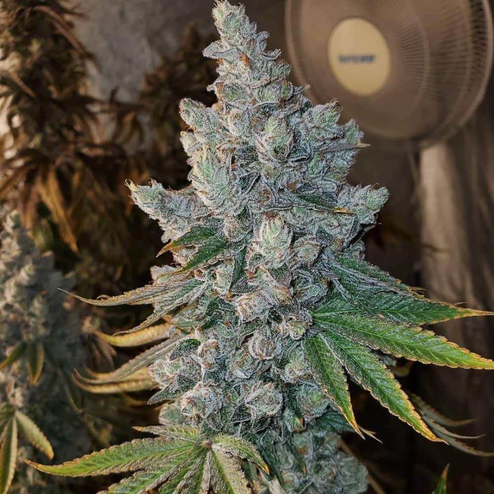 Divine Genetics Sundae Cookies feminizovaná semena