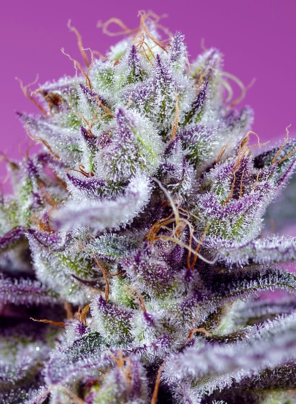 Sweet Seeds Diablo's Delight XL Auto samonakvétací semena