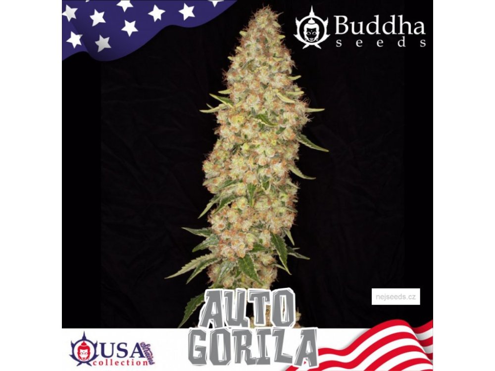 Buddha Seeds Gorilla Auto samonakvétací semena