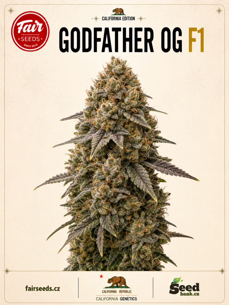 Fair Seeds Godfather OG F1 feminizovaná semena