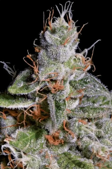 Paradise Seeds Original Cheese feminizovaná semena