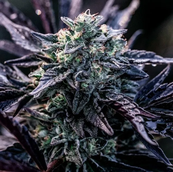 Big Mike's Genetics Orelato 41 feminizovaná semena, 3 ks