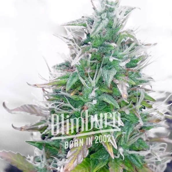 BlimBurn Seeds Northern Auto samonakvétací semena