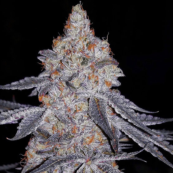 Ethos Genetics Banana Daddy R1 feminizovaná semena