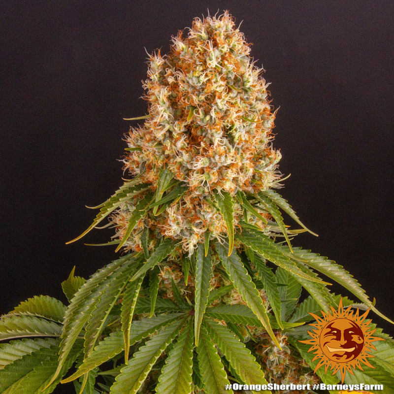 Orange Sherbert - feminizované semená marihuany 3 ks Barney´s Farm
