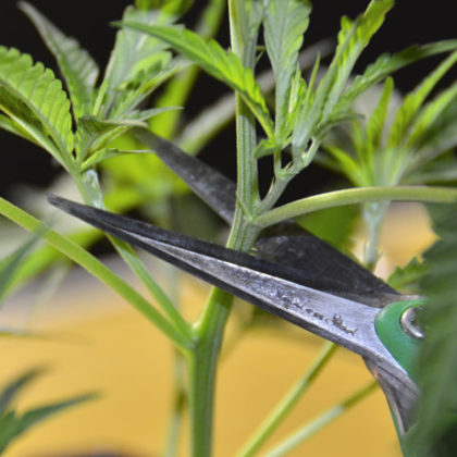 Trimming cannabis plants