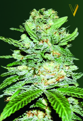 Victory Seeds Jack Hammer Auto feminizovaná semena