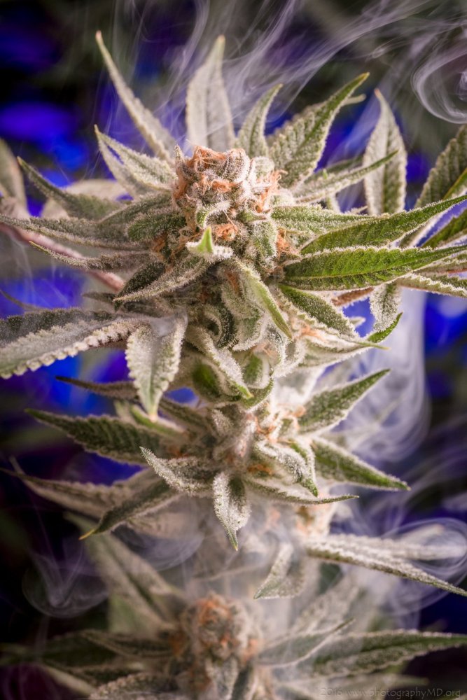 Homegrown Natural Wonders Frost Boss regulérní semena