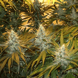 Sagarmatha Seeds Chunky Skunk feminizovaná semena